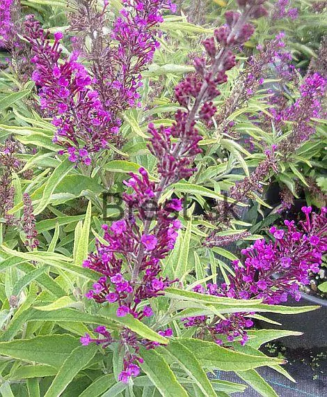 Buddleja davidii 'Butterfly Tower'®